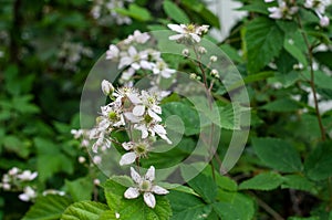 A twig of a bramble shrub with white blossoms