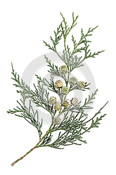 Twig branch of cypress with cones isolated on white