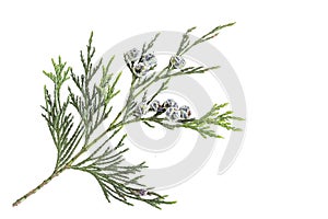 Twig branch of cypress with cones isolated on white