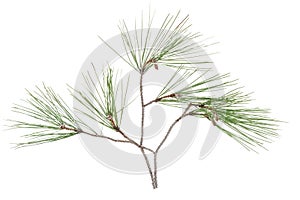 Twig branch of cypress with cones isolated on white