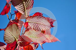 Twig with bright red beech leaves and blue sky background