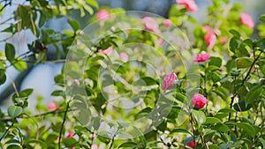 Twig Brunch Among Fresh Green Leaves Camellia With Pink Flower. Love Concept.