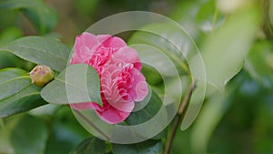 Twig Brunch Among Fresh Green Leaves Camellia With Pink Flower. Love Concept.