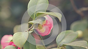 Twig Brunch Among Fresh Green Leaves Camellia With Pink Flower. Love Concept.