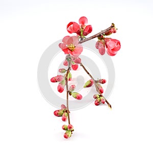 Twig, buds and flowers of Chaenomeles Japonica,better knows as Japonese Quince in springtime