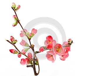 Twig, buds and flowers of Japonese Quince , scientific name is Chaenomeles Japonica