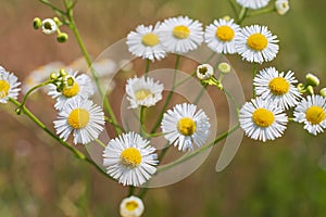 Twig with charming fresh wild  white chamomile flowers