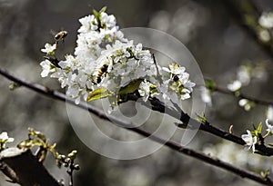 A twig of a cherry tree with white flowers and a bee on a flower close-up against a blue sky