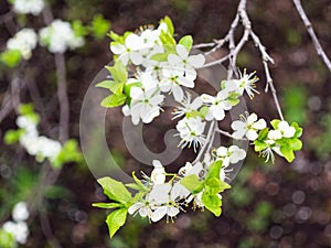 Twig of cherry treee with white flowers over land