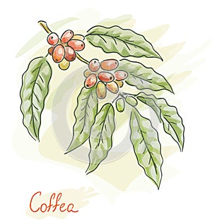 Twig of coffea. Watercolor style.