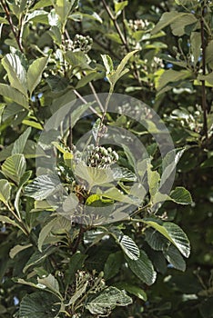 A twig of a common whitebeam with green fruits