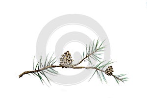 Twig of conifer