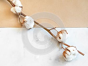 twig of cotton plant on concrete and kraft paper