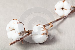 Twig of cotton plant with cottonwool on fabric