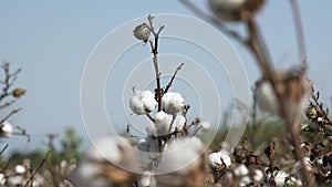 Twig of cotton plant with flower boll growing on large field