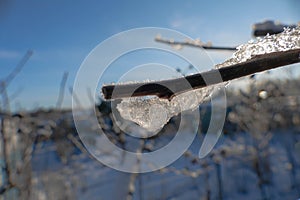 Twig covered with frost and ice.