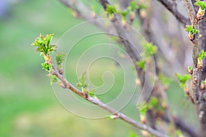 a twig of currant bush with young green leaves in early spring.