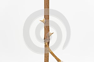 Twig with dried rose thorns, isolated on white