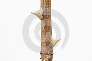 Twig with dried rose thorns, isolated on white