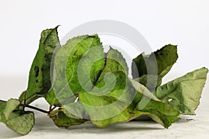 Twig with dry leaves of a rose flower