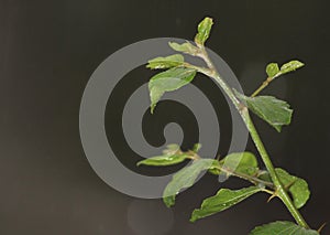 Twig of the ecologically important Buffalo Thorn Tree