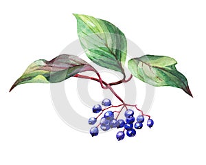 Twig of elderberry sambucus nigra plant with autumn leaves and black berries.