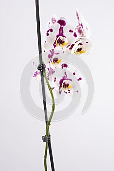 The twig is an elegant spotted orchid on a white background