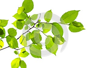 Twig of elm tree with fresh green leaves cutout