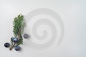 Twig of evergreen juniper with blue old berries in springtime isolated on white textured paper. Copy space. The concept of