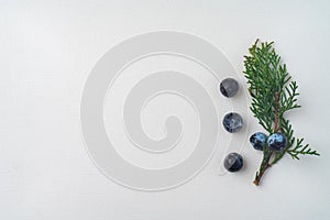 Twig of evergreen juniper with five blue old berries in springtime isolated on white textured paper. Juniperus communis. Copy