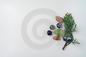 Twig of evergreen juniper with five blue old berries, three almonds nut, in springtime isolated on white textured paper. Copy