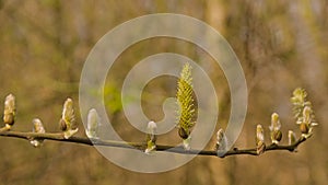 twig with female catkins of a grey willow tree - Salix cinerea