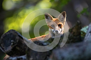 Twig on the firewood