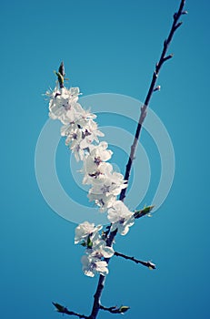 Twig with the first apple-tree flowers
