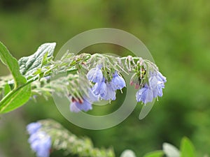 Twig flower with blue bells