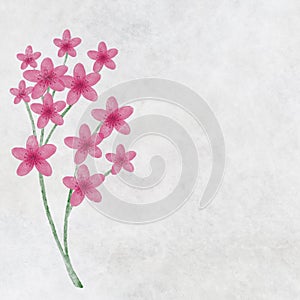 Twig of flowering cherry blossoms for decoration and greetingcard photo