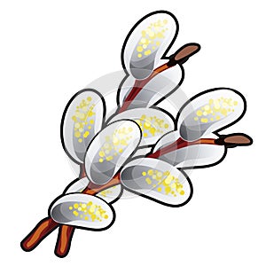 Twig flowering willow isolated on white background. Vector cartoon close-up illustration.