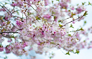 Twig with flowers against the sky. spring white blossom against blue sky