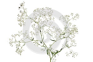 Twig with flowers of Gypsophila  Baby`s-breath flowers, isolated on white background