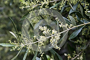 Twig with flowers of Olea europaea or olive