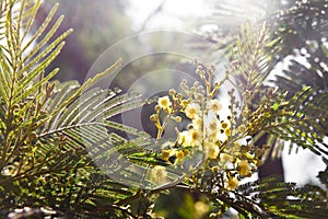 Twig with fluffy blooming mimosa flowers in spring. Yellow flower of mimosa