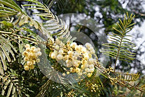 Twig with fluffy blooming mimosa flowers in spring. Yellow flower of mimosa