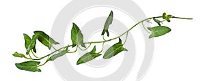 Twig of fresh bindweed with green leaves