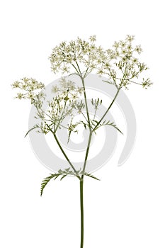 Twig of fresh cow parsley