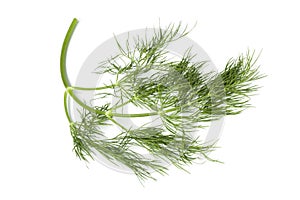 Twig of fresh dill