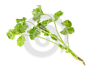 twig of fresh green coriander herb isolated