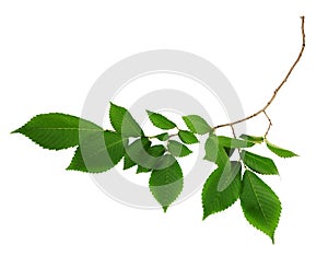 Twig of fresh green elm-tree leaves