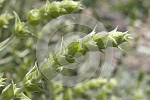 Twig of fresh green ironwort close up