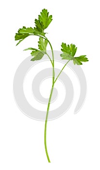 twig of fresh green parsley herb isolated on white