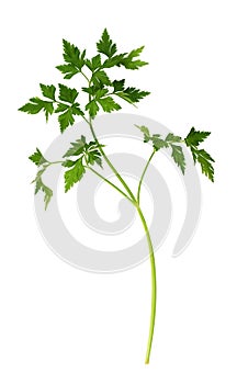 Twig of fresh green parsley leaves